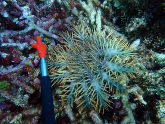 サンゴ保全活動でオニヒトデの調査に行ってきました 西表島 ダイビング